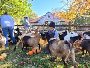 A Grant's Farm employee feeds goats.