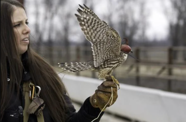 Learn about falconry and see live birds of prey, like the merlin pictured above, Jan. 27 at Powder Valley Conservation Nature Center.