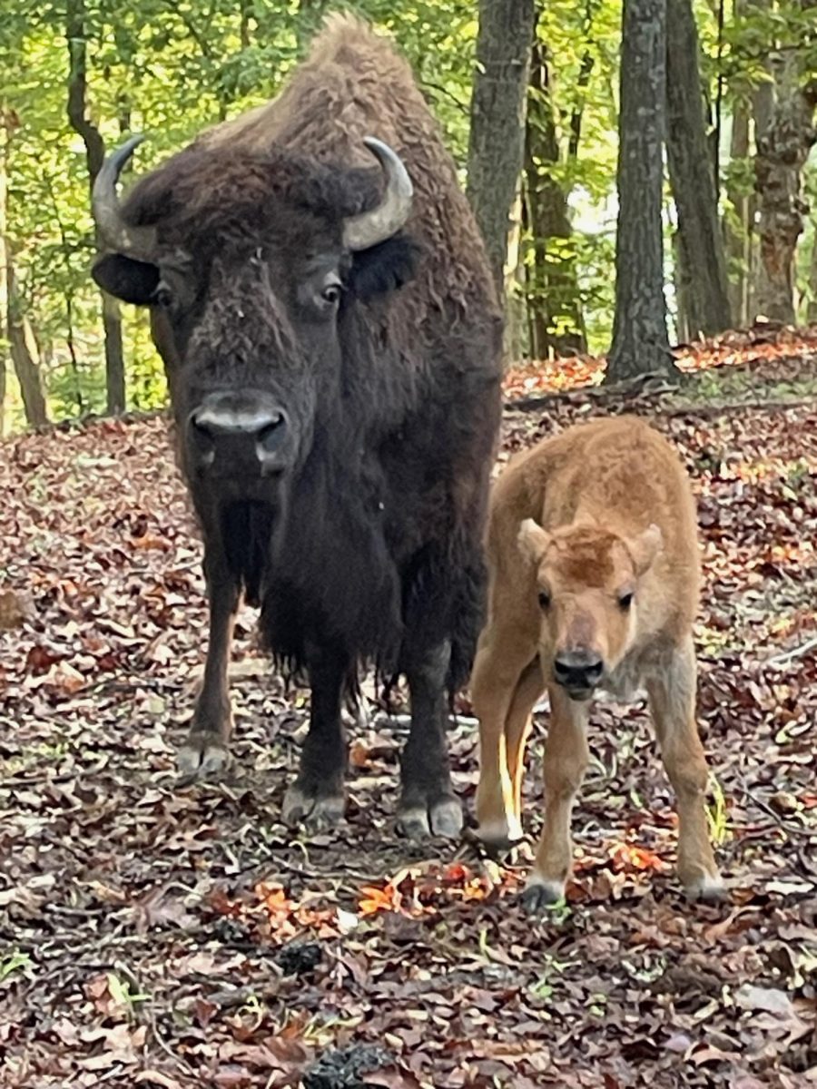 The+first+bison+calf+of+the+2024+season+born+at+Lone+Elk+Park.+The+calf+was+born+May+21.+Photo+courtesy+of+St.+Louis+County.
