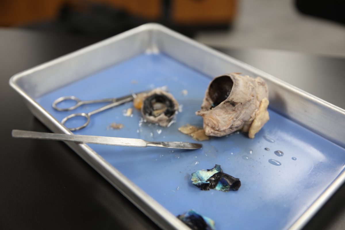 One of the disected organs.