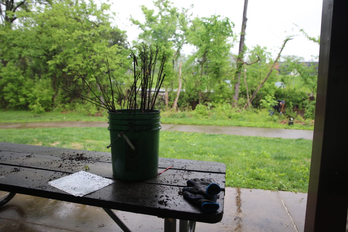 An unplanted tree sits on a picnic table. All trees were provided by Forest ReLeaf of Missouri through their Project CommuniTree program.
