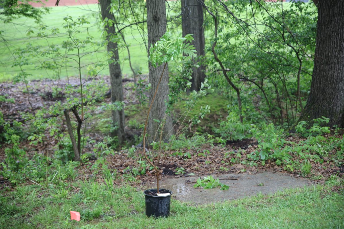 An unplanted tree sits next to a puddle of rainwater. 