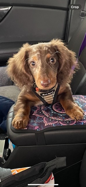 Holly Parson, Dash, 314-954-6069, St. Louis, Cutest Pet