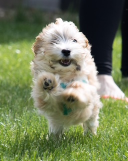 Funniest Pet - Runner Up; Whiskey; Submitted by Kathryn Loesch.