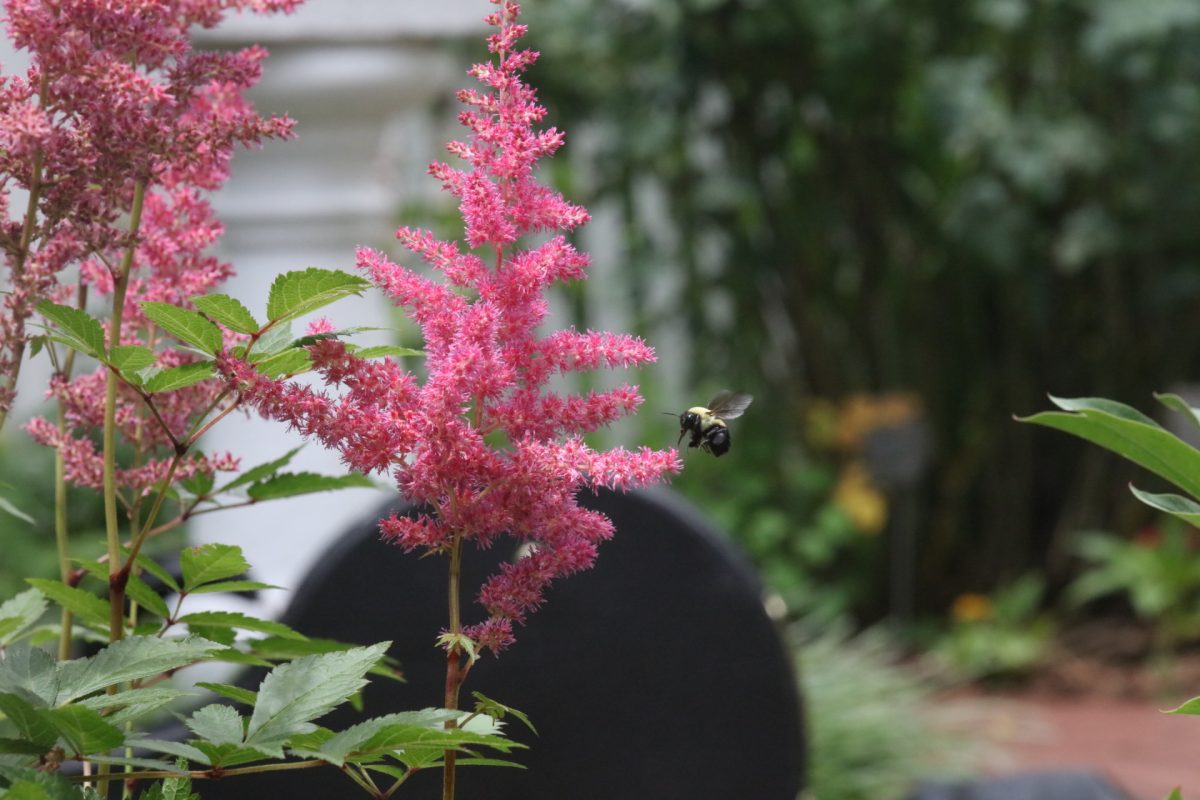 A bee flies next to a flower.