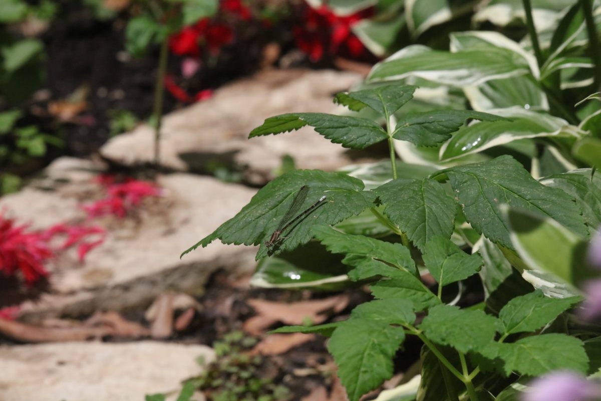 A dragonfly sits on a leaf.