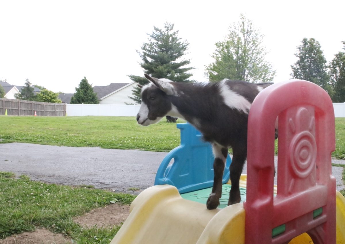Mr. Pickles stands on a toy slide. At two, he's the youngest of the herd.