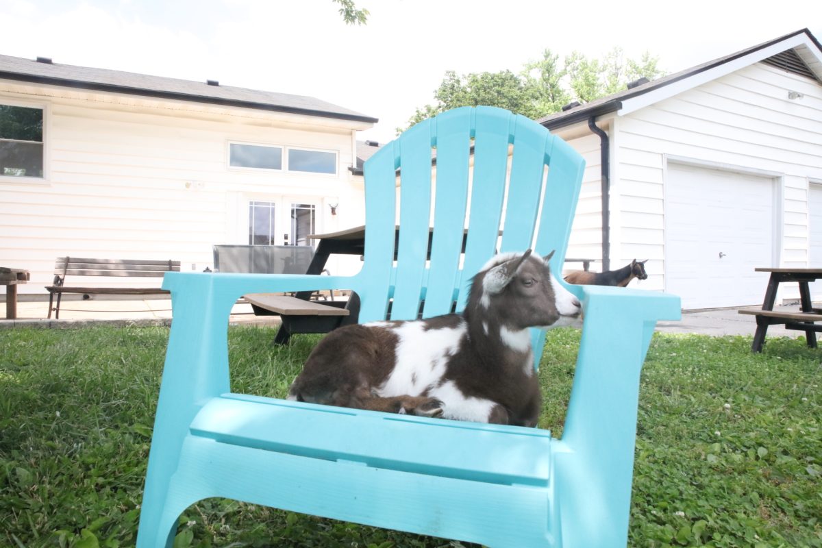 Mr. Pickles likes to sit in this blue chair in the backyard — though Tim and Hannah Pauk laugh that the chair is at an awkward angle for their goats.