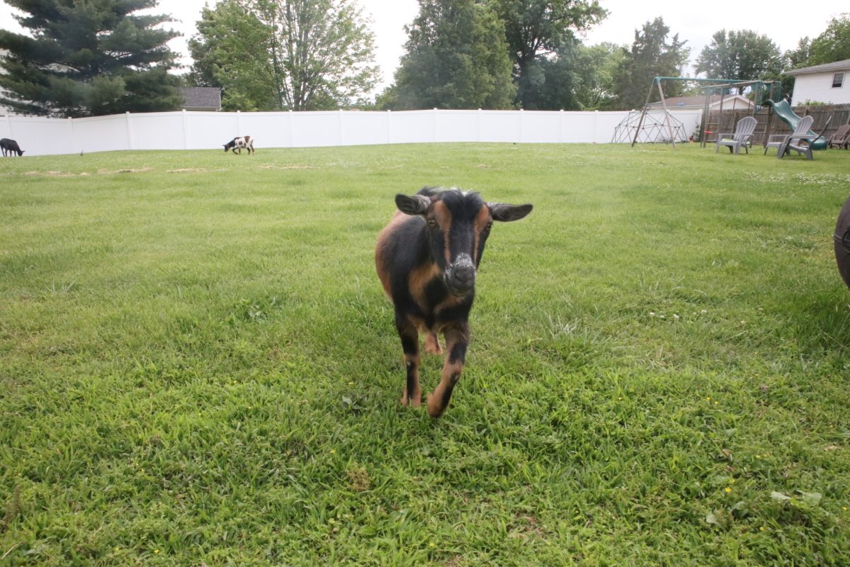 One of the Kids on Kerth goats.