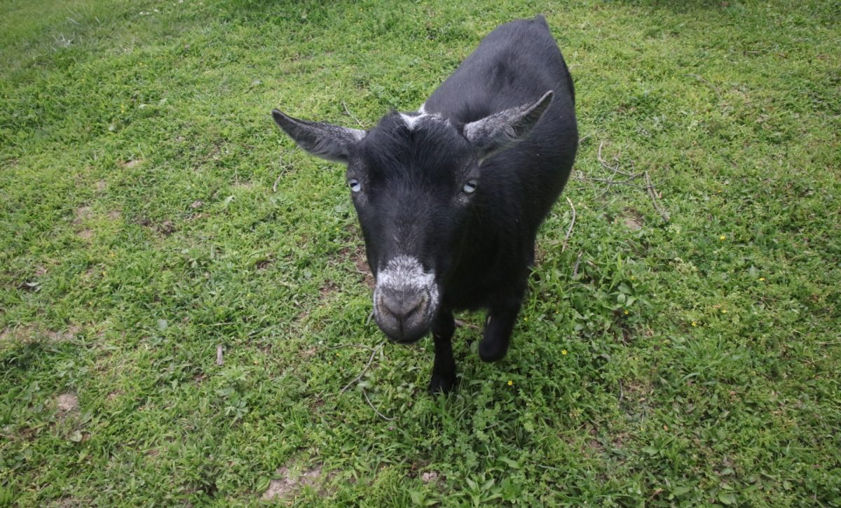 One of the Kids on Kerth goats.