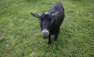 One of the Kids on Kerth goats.