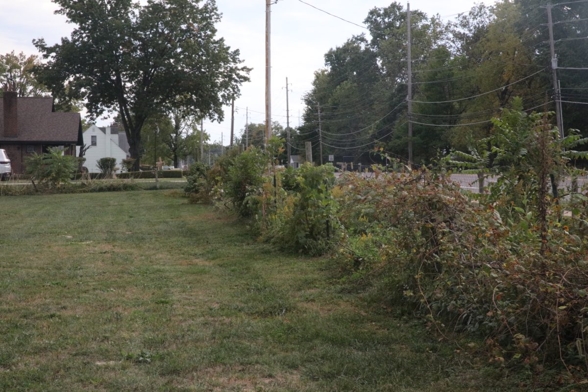 Concord grapes grow along the property line facing Sappington Road. In the past, Brett Tintera has cared for the vines, but they are currently overgrown with trees.