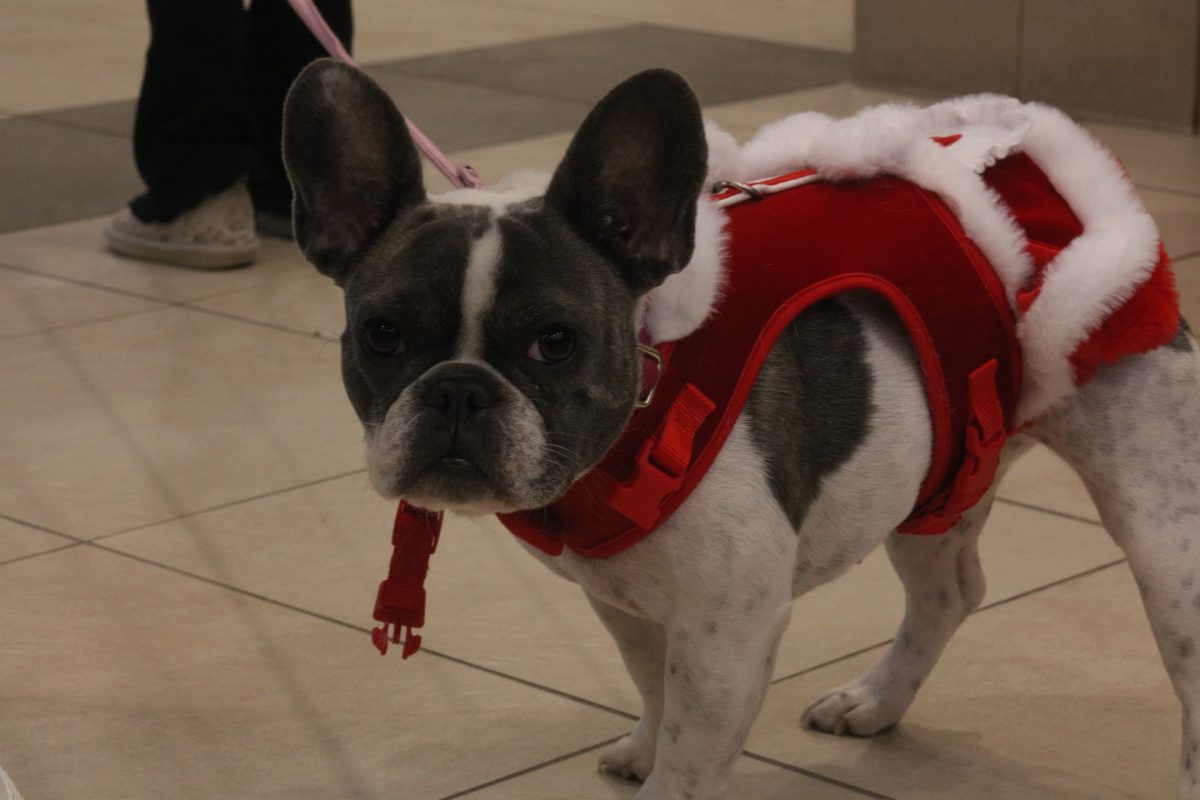 Lee the dog poses, dressed for the occasion.