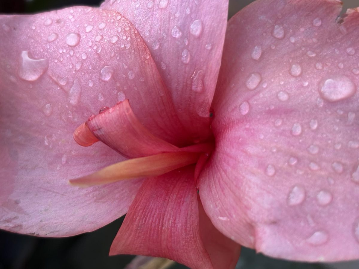 PHOTOS: St. Louis Call readers show off seasonal blooms