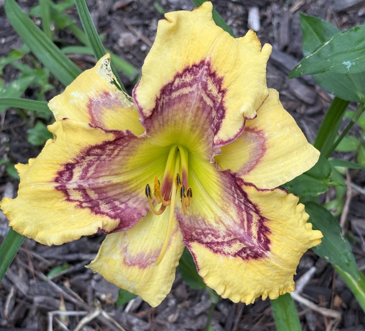 gloria6