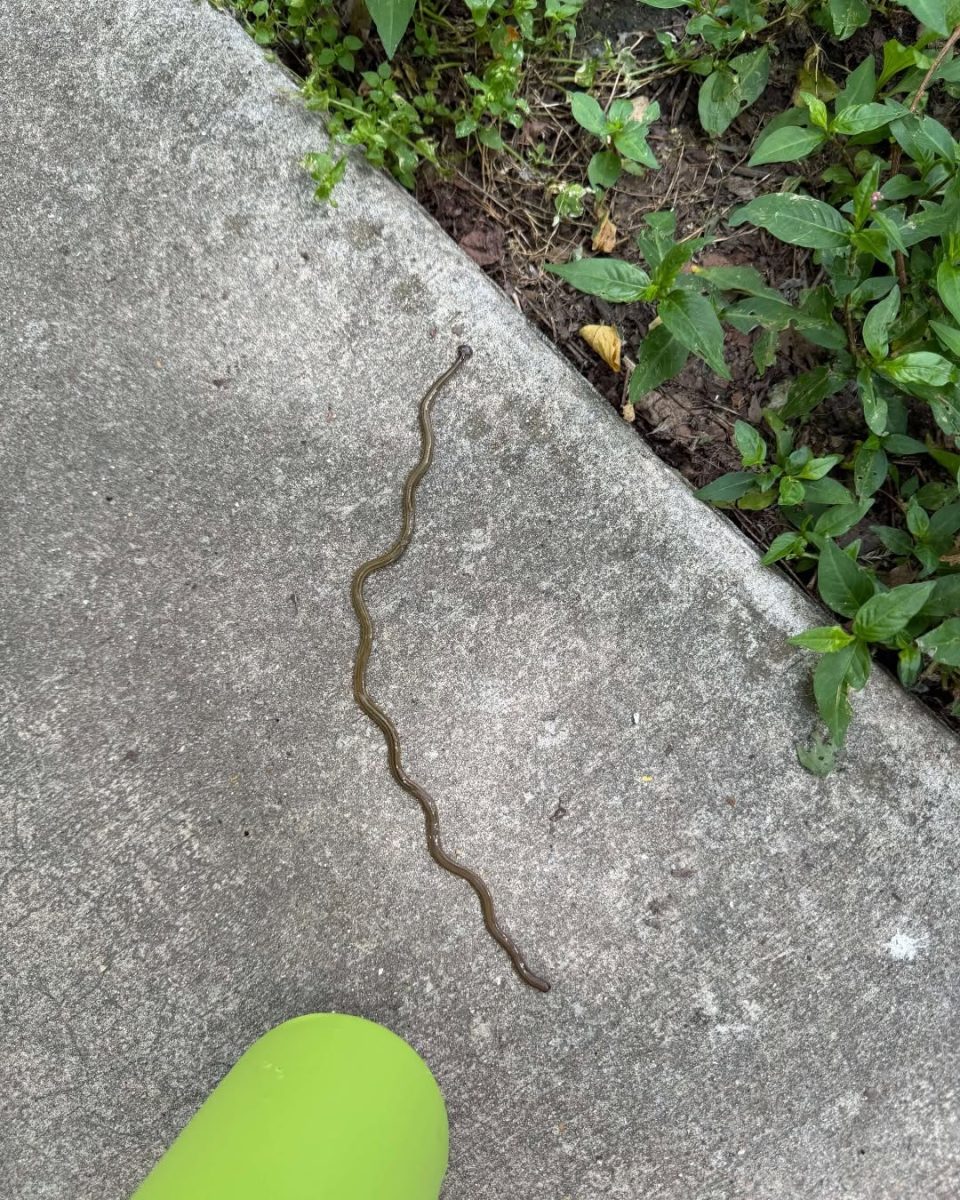 A particulalry long hammerhead worm found at Cliff Cave Park. Photo courtesy of the St. Louis County Parks and Recreation Department.