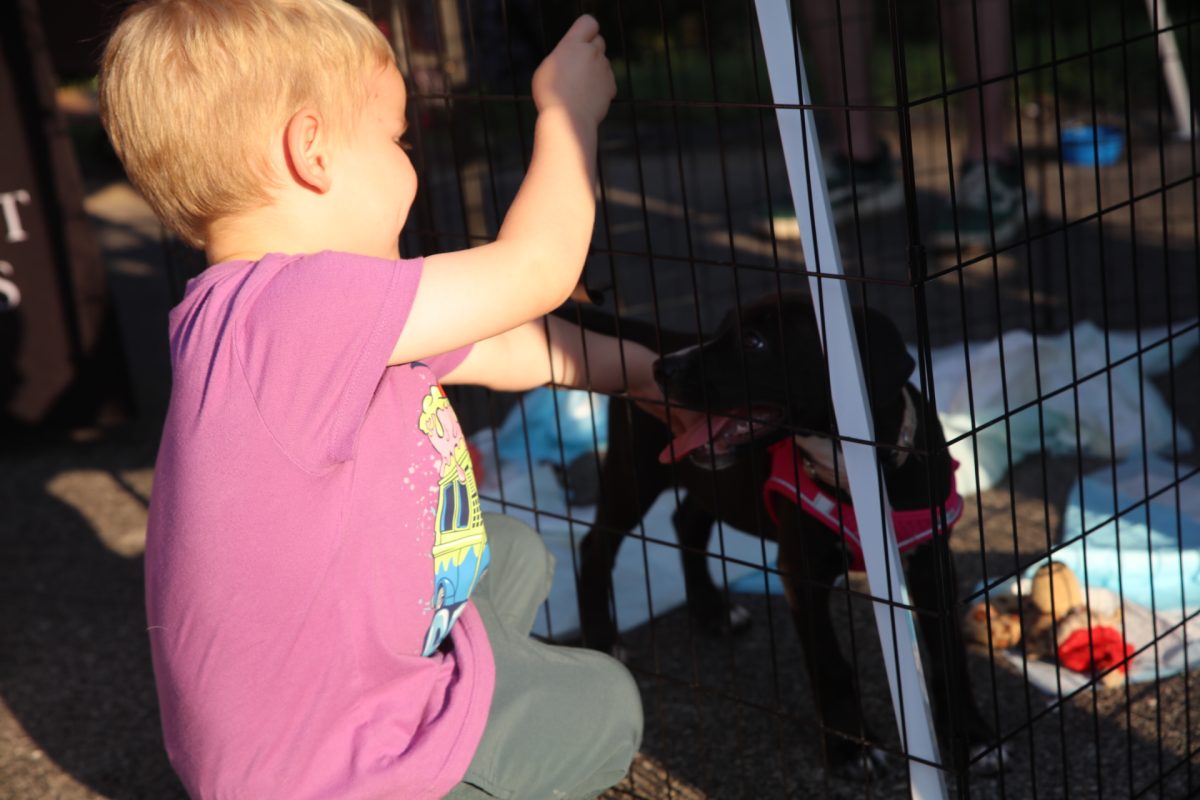 A young boy pets an adoptable puppy through a crate at Sunset Hills' "Pet Palooza."