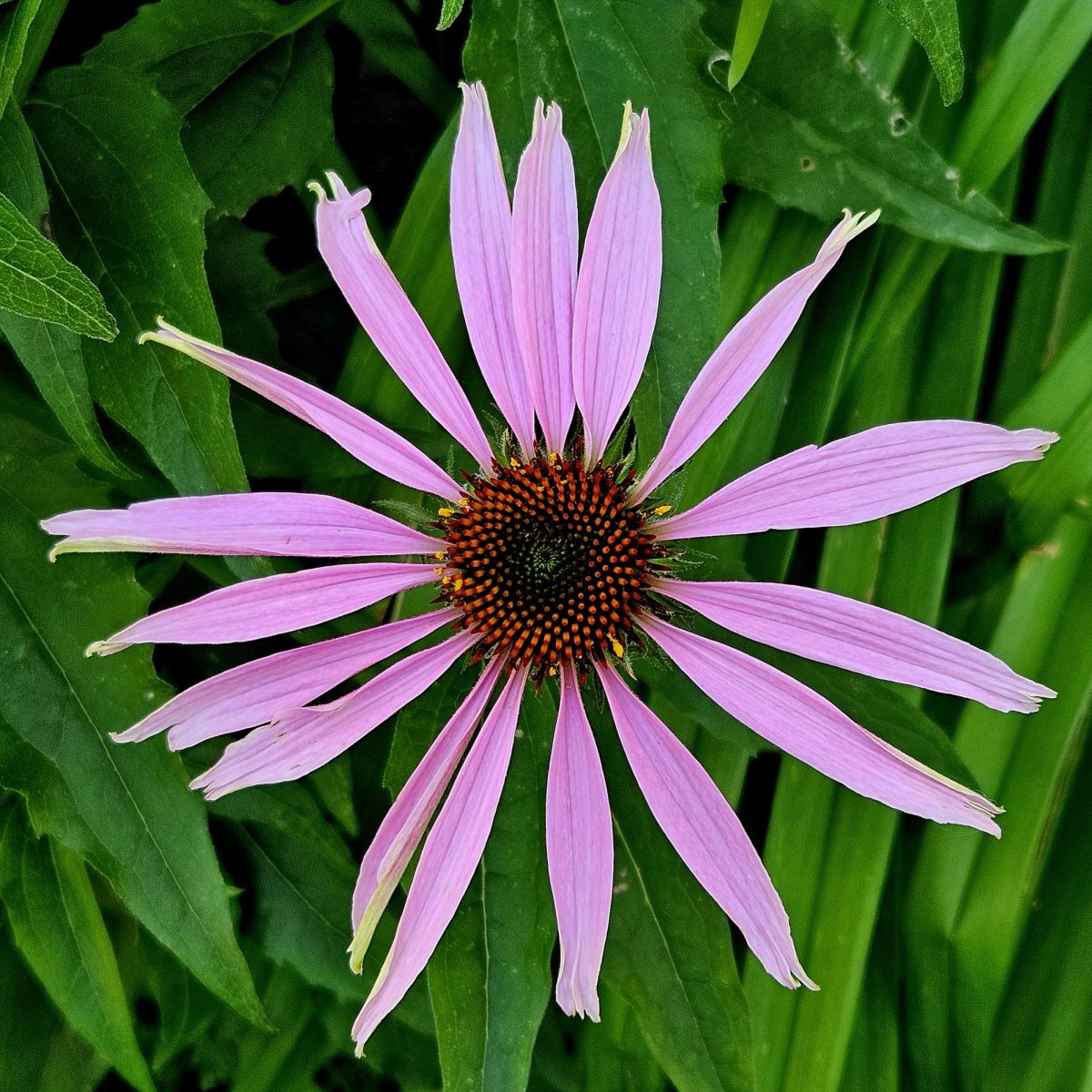 St. Louis Call readers share photos of local flora and fauna