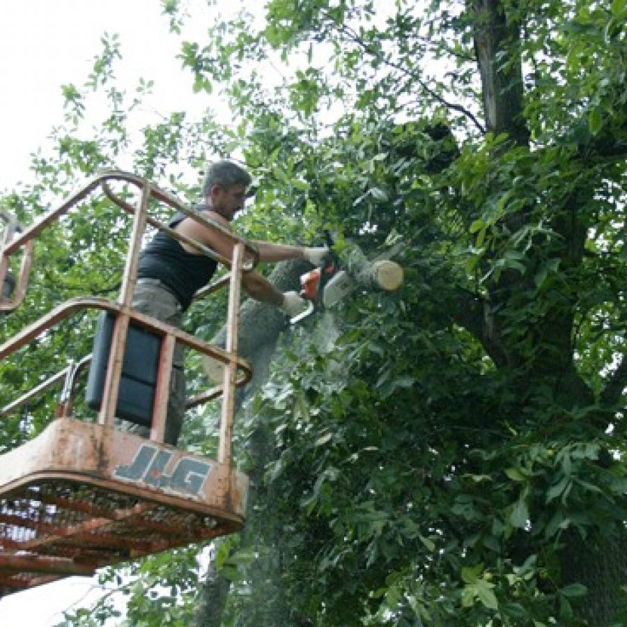 Above, Ned Gavranovic trims branches from a tree at a house on Yaeger Road in Oakville Thursday. Severe wind damaged the tree in Wednesdays storms.