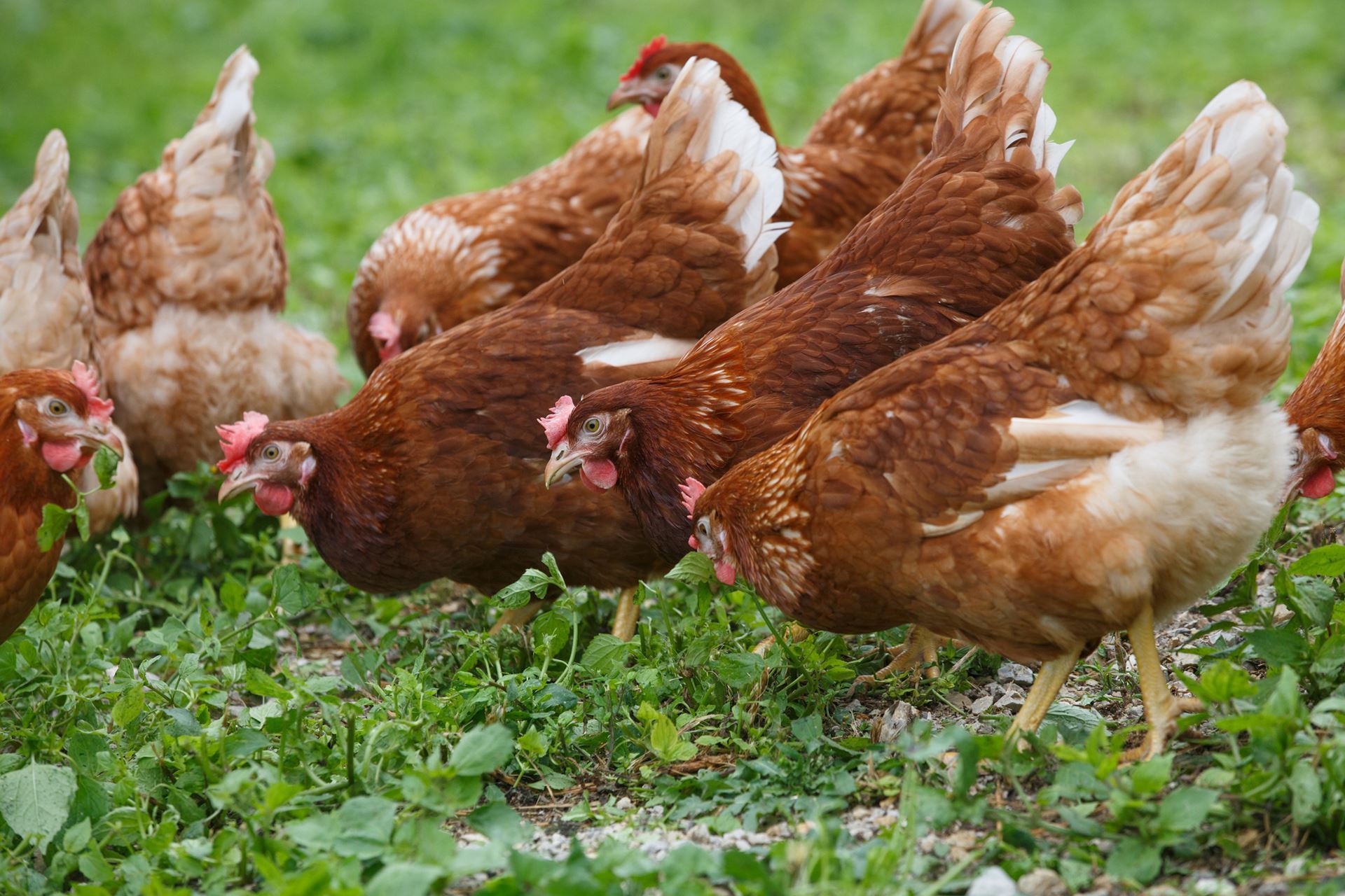 green-park-now-allows-chickens-in-city-limits-joining-other-areas-st