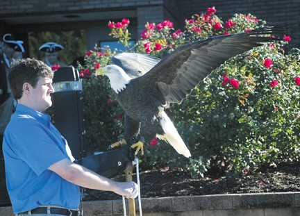 The Crestwood Memorial Committee sponsored its annual Veterans Day ceremony in 2016 at the Crestwood Wall Memorial at the Government Center. Above, Derek Oberbeck of the World Bird Sanctuary displays Patriot the eagle during the ceremony. Bill Milligan photo.