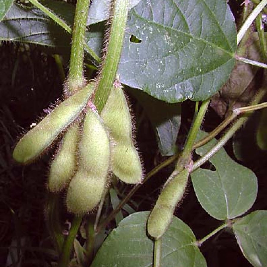 Pods of Edamame green soybean are pictured in the Horticulture Garden at Mountain Grove.