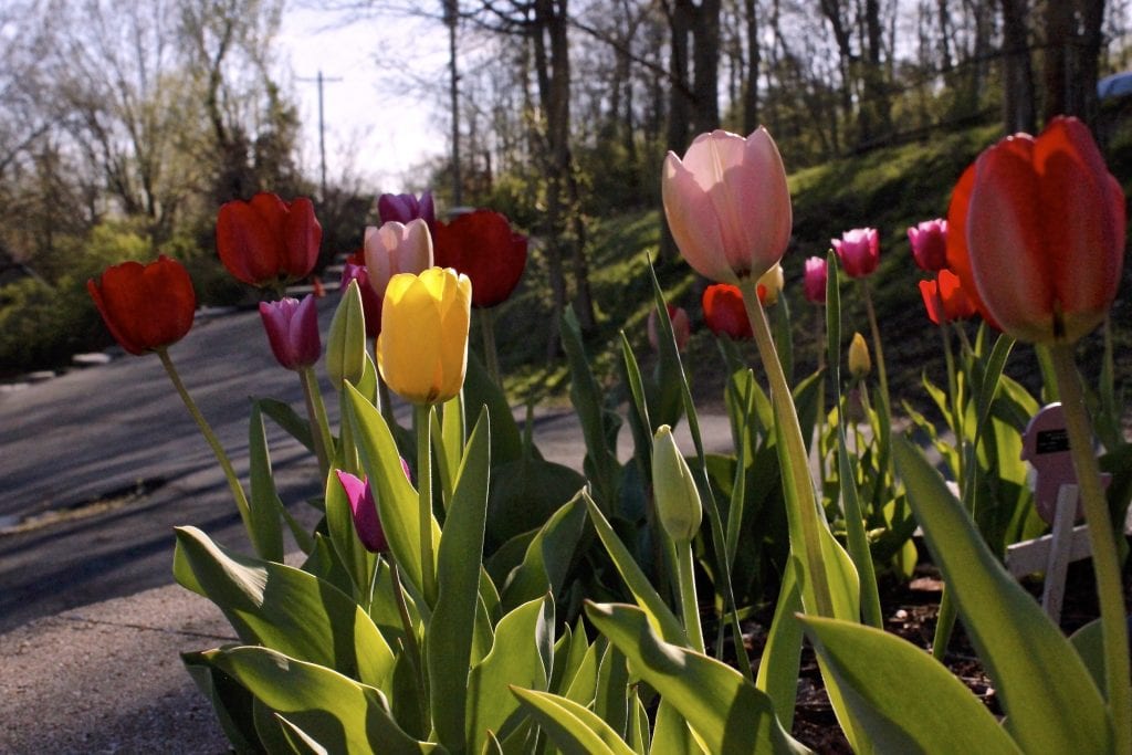 Spring has sprung in one Sunset Hills resident’s garden.  Mary Halloran, who lives off West Watson Road in Sunset Hills, shows off her colorful garden full of tulips that bloomed April 9.  Halloran planted the bulbs at the beginning of fall.