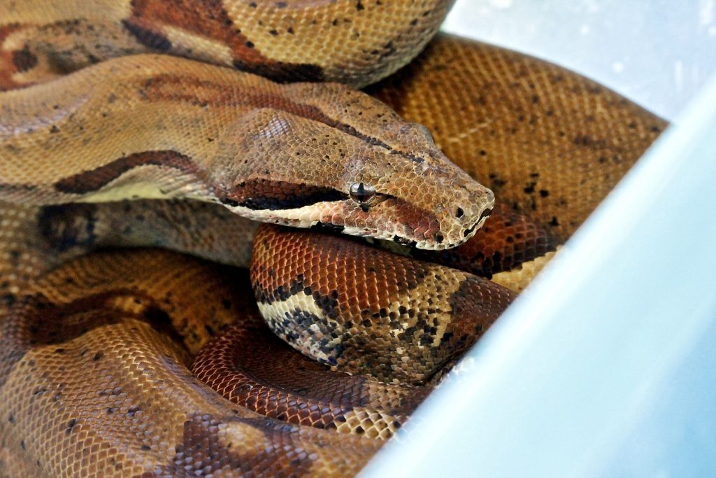 Another+Columbian+red+tail+boa+constrictor%2C+as+seen+at+a+Lemay+exotic+pet+store+June+25.+Photo+by+Erin+Achenbach.