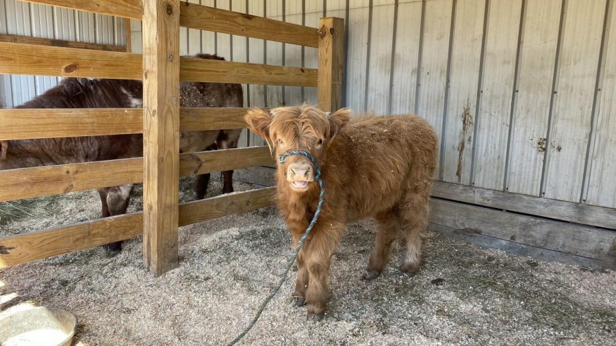 Maggie the Scottish Highland heifer is a new addition to Suson farm. 