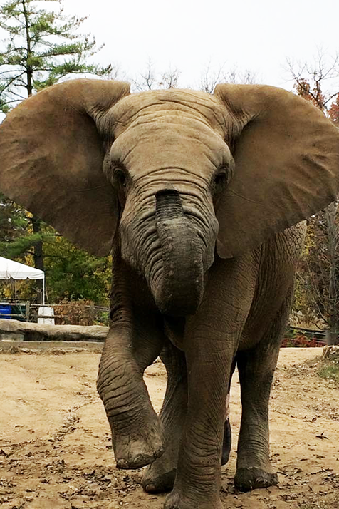 Max, the last remaining Grants Farm elephant, died this month at the age of 14. Photo courtesy of Grants Farm.