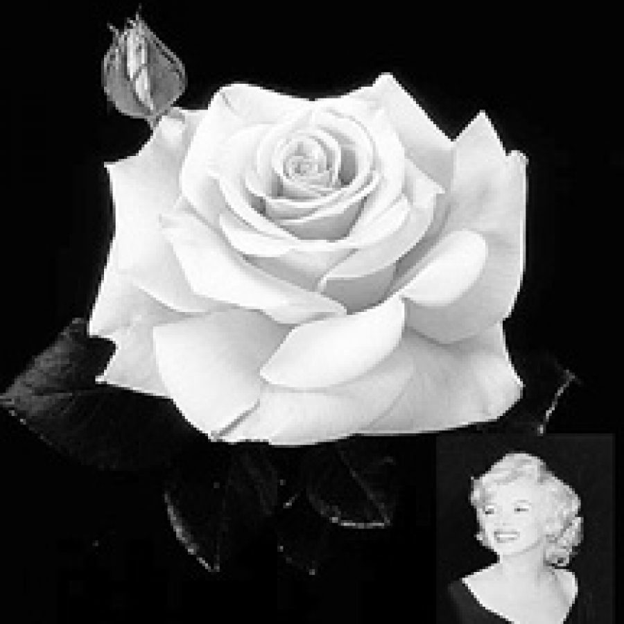 The classicly formed Marilyn Monroe is a new rose thats great for cutting.