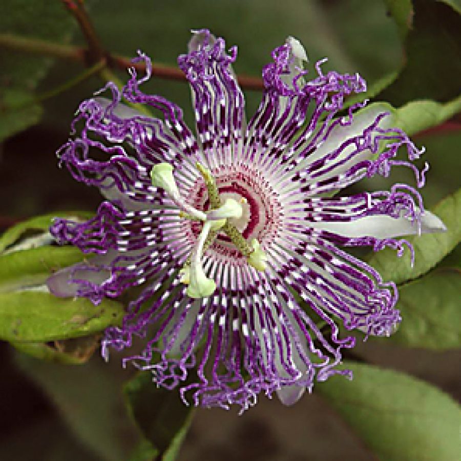 The passion flower develops into a Maypop fruit with distinctive Hawaiian-punch flavor.