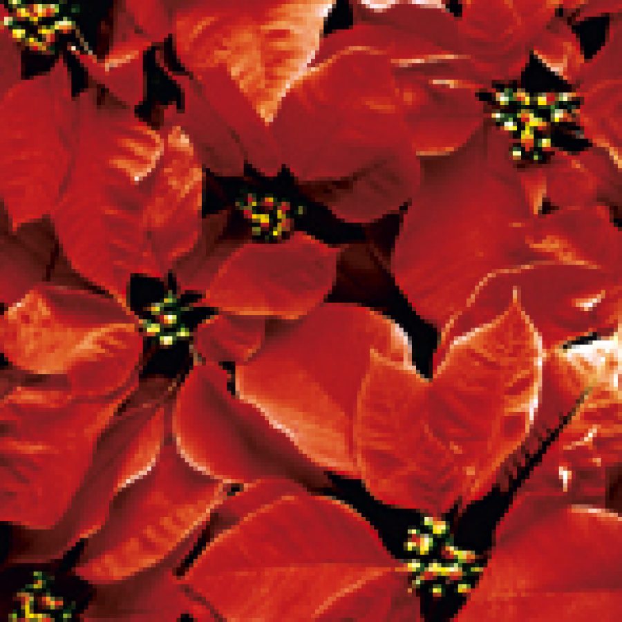 More than 50 million Americans will purchase a poinsettia plant this holiday season.