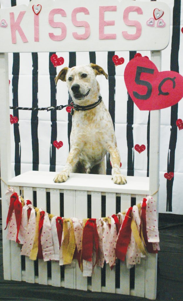 Fenton+resident+Spuds+the+Australian+Cattle+Dog%2C+smiles+for+the+camera+while+posing+at+the+kissing+booth+erected+Feb.+9+at+Pet+Supplies+Plus+in+Oakville.+The+kissing+booth+was+erected+in+the+store+by+members+of+the+Oakville+High+School+FCCLA+%28Family%2C+Career+and+Community+Leaders+of+America%29+club+as+a+fundraiser+for+Stray+Rescue.+Photo+by+Bill+Milligan.