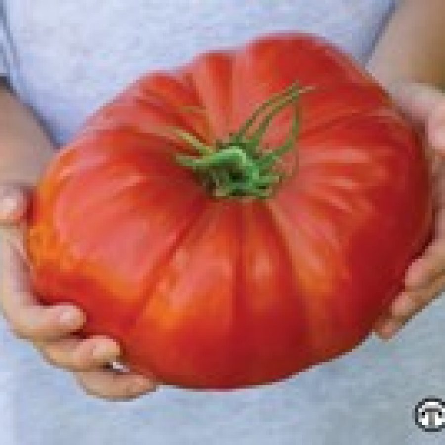 Homegrown tomatoes like this giant one can be tasty and budget friendly.