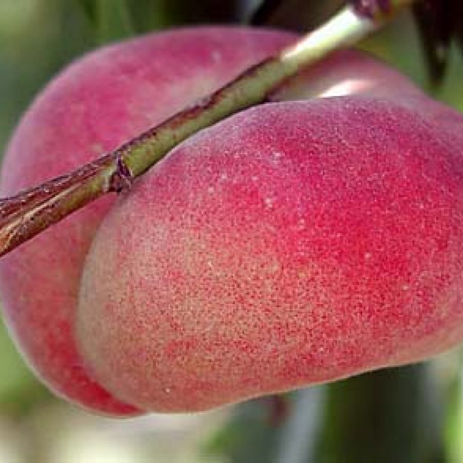 A ripe Saturn donut peach can be a delicious and healthy snack.