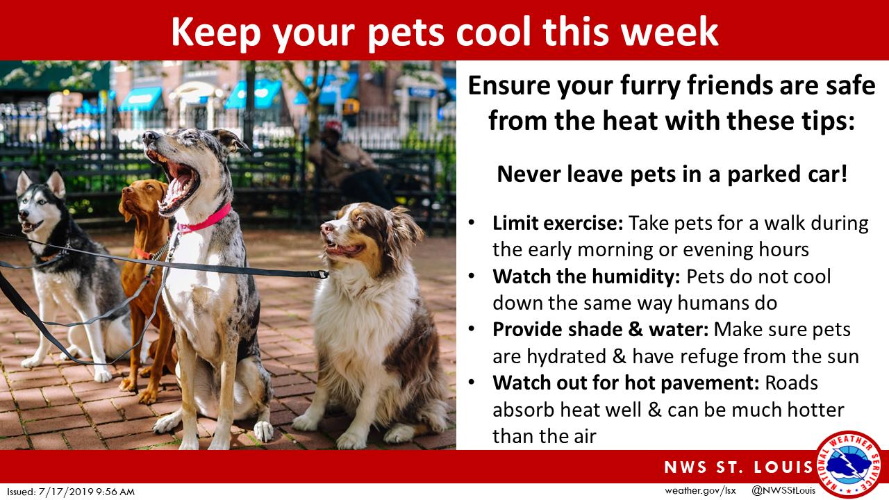 Excessive heat watch through Saturday: Here's how to take care of your pets - St. Louis Call ...